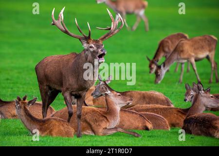 Rothirsch, der in der Furche brüllt, umgeben von Hintern. Stockfoto