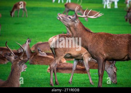 Rothirsch, der in der Furche brüllt, umgeben von Hintern. Stockfoto