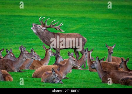 Rothirsch, der in der Furche brüllt, umgeben von Hintern. Stockfoto