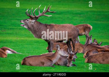 Rothirsch, der in der Furche brüllt, umgeben von Hintern. Stockfoto