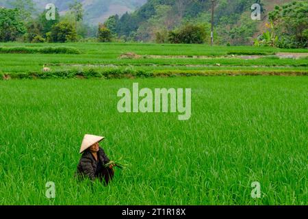 Vietnam, Provinz Lao Cai. Frau, die in ihrem Rice Paddy arbeitet. Stockfoto