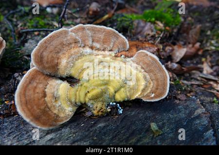 Natürliche Nahaufnahme auf einem hellbraunen, kielierten Polyporen- oder Birkenmazegillen-Pilz, Lenzites betulinus Stockfoto