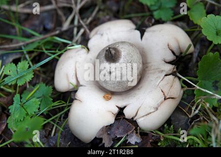 Natürliche Nahaufnahme auf dem ungewöhnlich geformten, sauzerierten oder dreifachen Erdsternpilz Geastrum Triplex, der auf dem Waldboden wächst Stockfoto