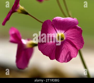 Nahaufnahme einer einzigen Blüte von Bowies HolzSauerampfer. Stockfoto