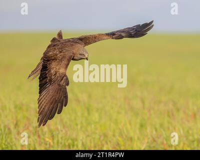 Black Kite (Milvus migrans) ist ein mittelgroßer Raubvögel der Alten Welt. Sie kommt von Europa bis Australien und von Afrika bis Japan vor. Raptor im Flug. Stockfoto