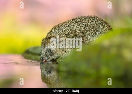 Igel (Erinaceus Europaeus) wilder, einheimischer, europäischer Igel mit buntem Hintergrund und grünem Moos. Nahaufnahme Trinken aus Wasser. Wildtierszene Stockfoto