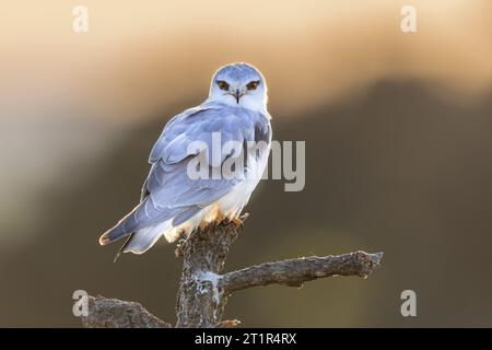 Black-Winged Kite (Elanus caeruleus) Greifvögel, die in Baum auf hellem Hintergrund in Extremadura, Spanien, thront. Wildtierszene in der Natur Europas. Stockfoto