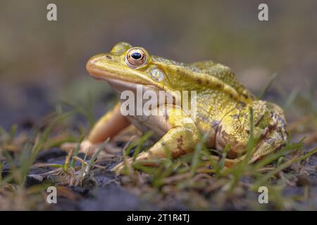 Poolfrosch (Pelophylax lessonae) ist ein europäischer Frosch in der Familie der Ranidae. Gründe für den Bevölkerungsrückgang sind die Luftverschmutzung, die zu einer übermäßigen Nitrifikation führt Stockfoto