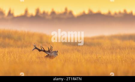 Das männliche Rotwild (Cervus elaphus) zeigt sich im Sonnenuntergang im Hoge Veluwe National Park. Der Rothirsch bewohnt den größten Teil Europas. Ein männliches Tier ist caal a st Stockfoto