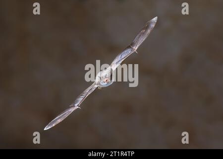 Langfingerschläger (Myotis Capaccinii) fliegen in der Koloniehöhle in den spanischen Pyrenäen, Aragon, Spanien. April. Stockfoto