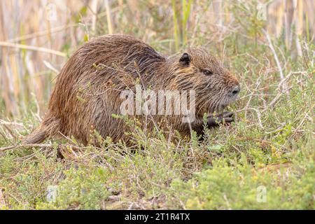 Nutria (Myocastor coypus) Wassernagetier. Wild Coyou auf der Suche nach Nahrung in Camargue, Frankreich. Wildnis-Szene der Natur in Europa. Stockfoto