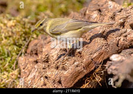 Holzkraut (Phylloscopus sibilatrix) auf einem Baumstamm im Wald. Dieser seltene Vogel ist eine ungewöhnliche Wildtierszene in der Natur. Niederlande Stockfoto