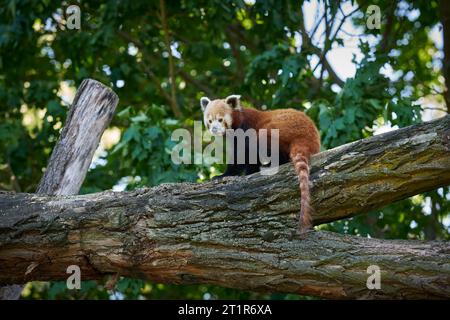 Schüchterner roter Panda, Ailurus fulgens auf einem Baumstamm im Zoo Stockfoto