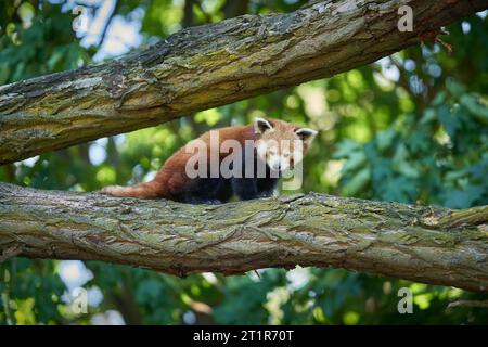 Schüchterner roter Panda, Ailurus fulgens auf einem Baumstamm im Zoo Stockfoto