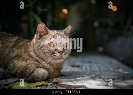 Bengalische Katze, die auf dem Boden liegt und Kamera, Haustier und Tierkonzept ansieht Stockfoto