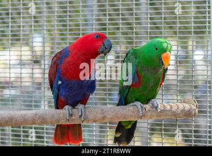 Roter und grüner Sun Conure Papagei essen Futter auf Ast, Haustier und Tierkonzept Stockfoto