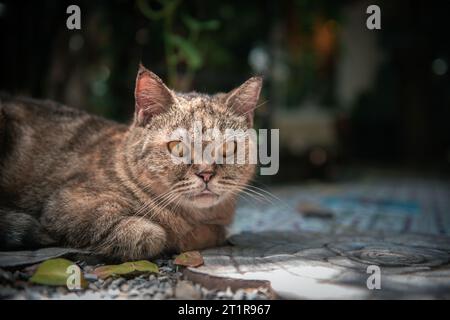 Bengalische Katze, die auf dem Boden liegt und Kamera, Haustier und Tierkonzept ansieht Stockfoto