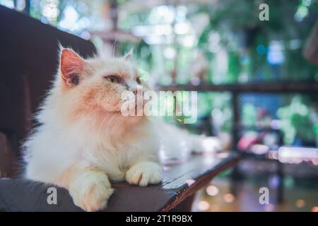 Niedliche weiße persische Katze auf Stuhl liegend, Haustier und Tier Konzept Stockfoto