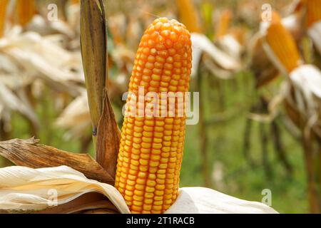 Mais ist ein hohes einjähriges Getreidegras (Zea mays), das wegen seiner langen Ohren aus stärkehaltigen Samen weit angebaut wird. Mais (Zea mays, mahiz). Stockfoto