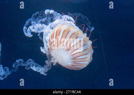 Seekessel Qualle (Chrysaora quinquecirrha), eine häufige Qualle im Atlantik. Stockfoto