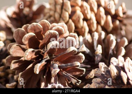 Schottenkiefer, Schottenkiefer (Pinus sylvestris), voller Rahmen von Tannenzapfen Stockfoto