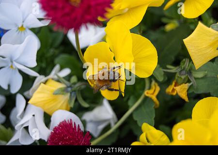 Insekt auf gelber Blume Stockfoto