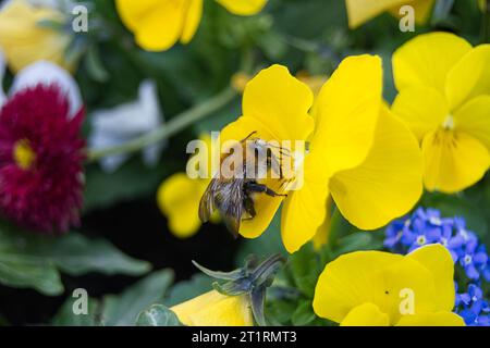 Insekt auf gelber Blume Stockfoto