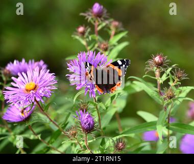 Ein Schmetterling des Roten Admirals, der sich von einer Aster ernährt. Stockfoto