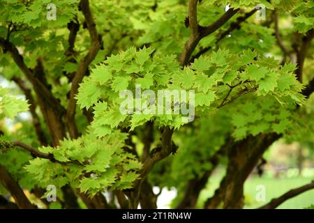 Die zarten Blätter des Golden Full Moon Maple. Stockfoto