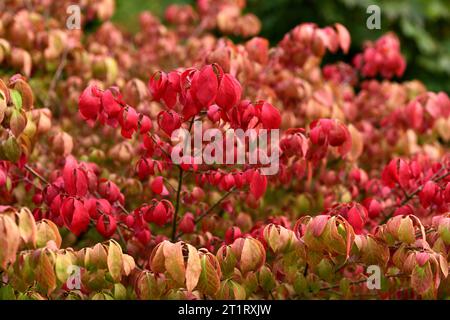 Die karmesinroten Herbstblätter von Euonymus alatus Winged Spindle. Stockfoto