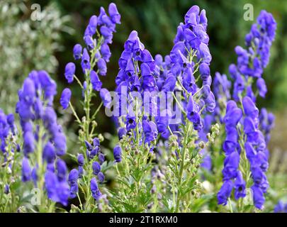 Die purpurnen Blüten von Monkshood Arendsii. Stockfoto