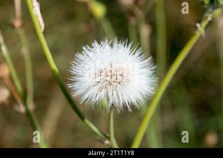 Pelusita, diente de León seca Stockfoto