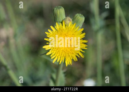 Flor diente de León o achicoria amarga Stockfoto