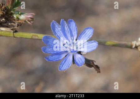 Chichorium intybus, Achicoria Stockfoto