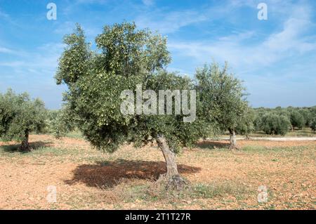 Olivar Mediterráneo en España, olivos fuente de aceite de oliva Stockfoto