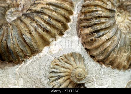 Gruppe fossiler Ammoniten auf der Steinfläche, abstrakter Hintergrund aus Archäologie und Paläontologie Stockfoto