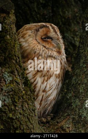 Tawny Owl, auch bekannt als Braune Owl, Strix aluco Stockfoto