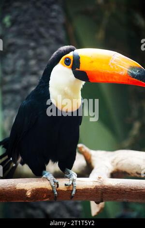 Farbenfroher Tukan, der auf dem Ast sitzt. Tiere in freier Wildbahn Stockfoto