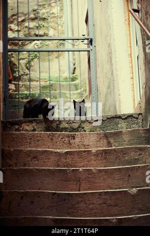 Zwei einsame Katzen, die von der Treppe in der alten europäischen Stadt herunterschauen. Tiere in den alten Städten Stockfoto