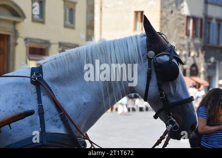 Florenz, Italien. September 2023. Die Pferde der Kutschen, die Touristen durch Florenz fahren. Hochwertige Fotos Stockfoto