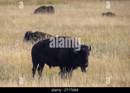 North American Bison, Buffalo im Custer State Park, South Dakota. Stockfoto