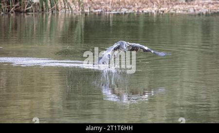 Graureiher (Ardea Cinerea) Stockfoto