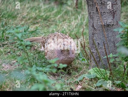 Weibliche Fasan Stockfoto