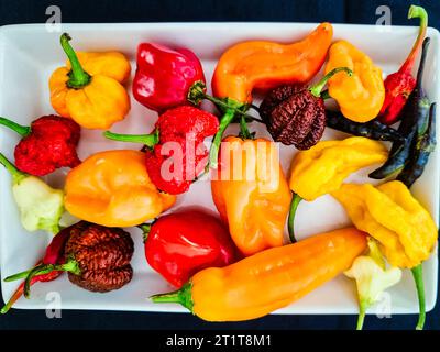 Sammlung verschiedener Arten von kleinen Paprika Stockfoto