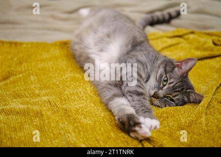 Eine schwangere Katze streckte sich auf einer gelben Bettdecke aus, Bauchnaht Stockfoto