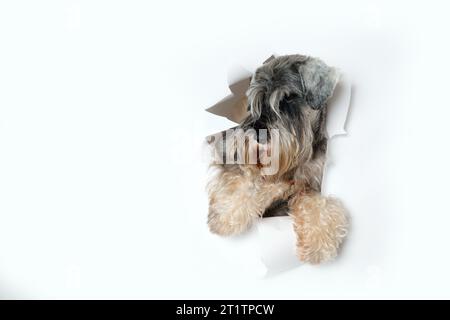 Glücklicher Miniatur-Schnauzer-Hund, der durch ein Loch in weißem Papier schaut, streichelt durch ein Loch in einem weißen Studiohintergrund Stockfoto