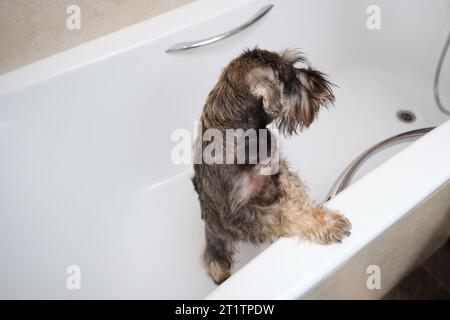 Miniatur-Schnauzer beim Bad. Geringe Schärfentiefe. Stockfoto