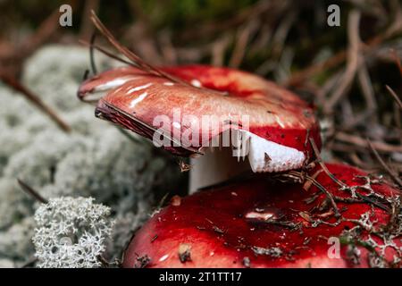 Speisepilze mit rotem Deckel. Russula-Pilz im Herbstwald, umgeben von weißem Moos und trockenen Kiefernnadeln Stockfoto