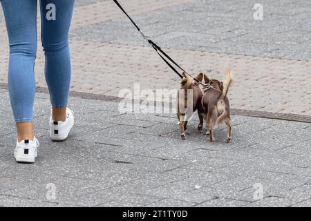 Bild mit einer jungen Frau mit zwei kleinen Hunden an der Leine in der Stadt Stockfoto