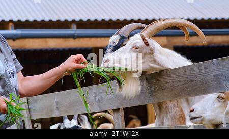 Mit einer sanften Hand versorgt die Frau die hungrigen Ziegen mit Nahrung, indem sie ihnen Gras gibt. Stockfoto